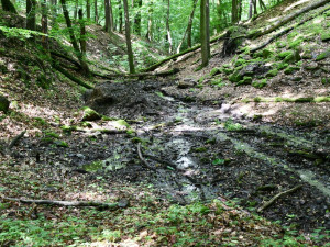 Opravená lesní nádrž v rezervaci Zábělá pomůže napájet tůně v chráněném území