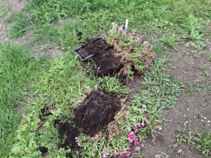 Záhada mizejících květináčů. Vandalové rozhazují rostliny po okolí nebo nosí lidem cizí truhlíky