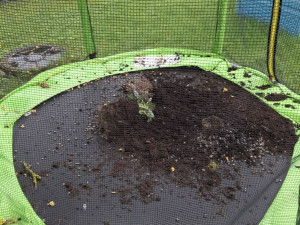 Záhada mizejících květináčů. Vandalové rozhazují rostliny po okolí nebo nosí lidem cizí truhlíky