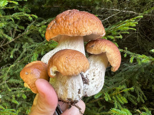 Konečně rostou. Lidé nosí plné košíky i odjíždějí od lesa s plným kufrem hub
