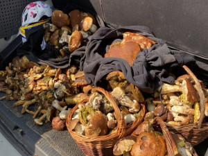 Příspěvek uživatele z webu nahouby.cz