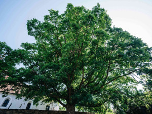 Pamatuje ještě třicetiletou válku, kostelní dub teď usiluje o cenu v anketě Strom roku