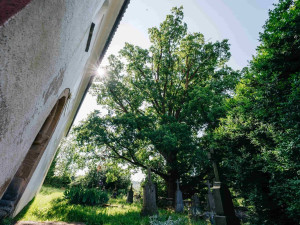 Pamatuje ještě třicetiletou válku, kostelní dub teď usiluje o cenu v anketě Strom roku