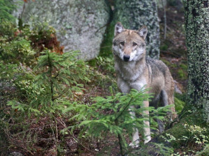 Mimo výběh v Srní se pohybuje vlk, národní park kvůli bezpečnosti uzavřel stezku