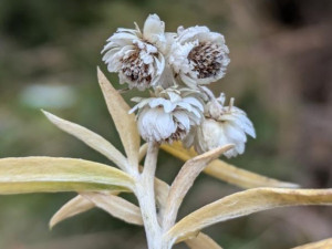 plesnivka perlová, foto: Jonáš Gaigr