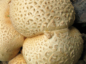 pestřec obecný, foto: Karel Tejkal, Česká mykologická společnost