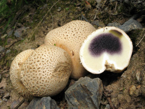 pestřec obecný, foto: Karel Tejkal, Česká mykologická společnost