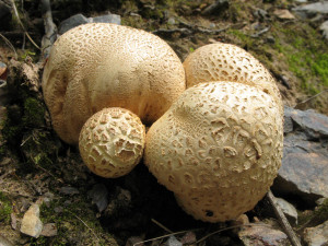 pestřec obecný, foto: Karel Tejkal, Česká mykologická společnost