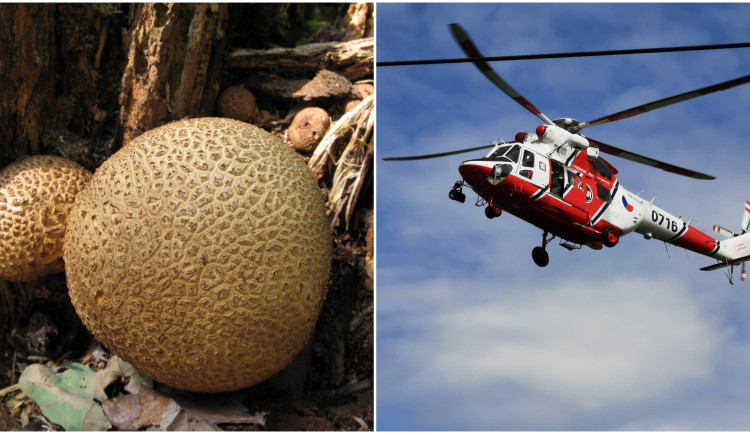 Chlapce na táboře zaujala houba a ochutnal ji, nakonec pro něj letěl záchranářský vrtulník