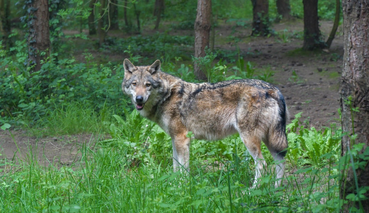 Vlka, který děsí turisty na Šumavě, zatím neodchytili. V lokalitě se ale stále pohybuje