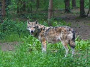 Vlka, který děsí turisty na Šumavě, zatím neodchytili. V lokalitě se ale stále pohybuje