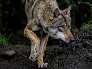 NP Šumava zřídil krizový štáb kvůli vlkům. Nelze vyloučit, že někteří uprchli z výběhu na Srní