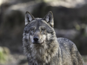 Analýza DNA odhalila, odkud pochází vlk, který vyděsil pejskaře na Šumavě