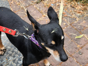 Problémový ječmen se letos rozrostl na řadě míst.