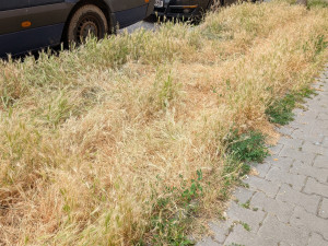 Problémový ječmen se letos rozrostl na řadě míst.