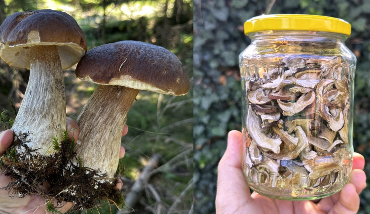 Takto krásné hřiby teď v lesích na Plzeňsku už zase nenajdete