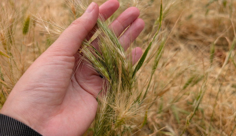 Problémový ječmen se letos rozrostl na řadě míst.