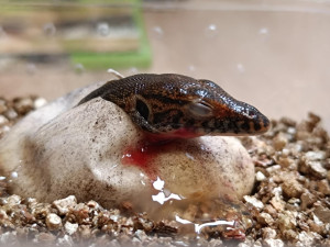 V zoo se vylíhla mláďata varana Mertensova, jejich délka je vůči vejci enormní