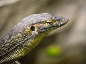 V zoo se vylíhla mláďata varana Mertensova, jejich délka je vůči vejci enormní