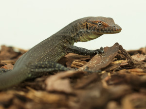 V zoo se vylíhla mláďata varana Mertensova, jejich délka je vůči vejci enormní