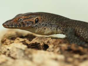 V zoo se vylíhla mláďata varana Mertensova, jejich délka je vůči vejci enormní