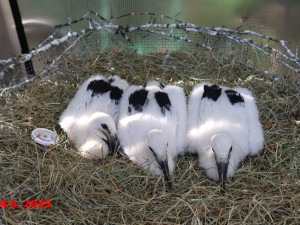 Osm čapích sirotků našlo nové adoptivní rodiče díky skvělé práci záchranářů