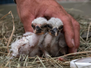 Osm čapích sirotků našlo nové adoptivní rodiče díky skvělé práci záchranářů