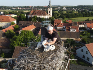 Adopce do hnízda ve Městě Touškov