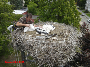 Adopce do hnízda v Horšovském Týně