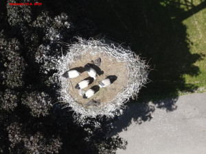 Kontrola hnízda v Horšovském Týně