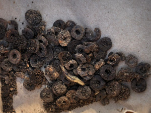 FOTO: Pravěká žena pod Řípem. Plzeňští archeologové odkryli hrob plný vzácností