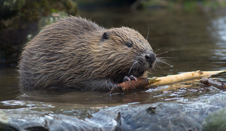 U Jablonecké přehrady se objevil bobr, jde o mladého jedince hledajícího teritorium