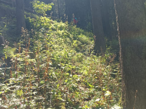 Žena si při túře na Šumavě poranila nohu, záchranáři ji museli přenést přes řeku