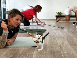 Nekonečná roztomilost při cvičení jógy s koťaty. Některá z nich našla i nový domov