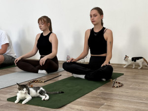 Nekonečná roztomilost při cvičení jógy s koťaty. Některá z nich našla i nový domov