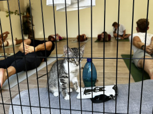 Nekonečná roztomilost při cvičení jógy s koťaty. Některá z nich našla i nový domov