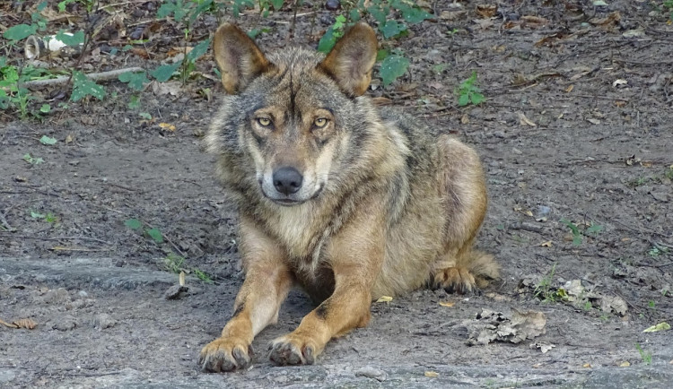 Na Šumavě uhynula odchycená vlčice. Stále není jisté, jestli byla z výběhu v Srní