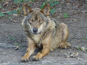 Na Šumavě uhynula odchycená vlčice. Stále není jisté, jestli byla z výběhu v Srní