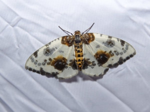 Jaká je krása opomíjených nočních motýlů? To lidem ukážou v Arboretu Sofronka
