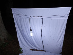 Jaká je krása opomíjených nočních motýlů? To lidem ukážou v Arboretu Sofronka