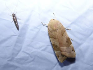 Jaká je krása opomíjených nočních motýlů? To lidem ukážou v Arboretu Sofronka