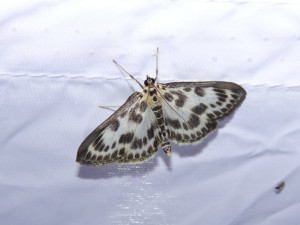 Jaká je krása opomíjených nočních motýlů? To lidem ukážou v Arboretu Sofronka