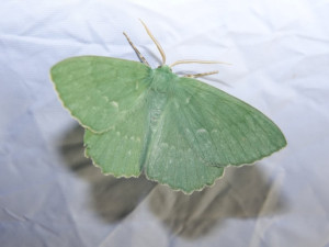 Jaká je krása opomíjených nočních motýlů? To lidem ukážou v Arboretu Sofronka