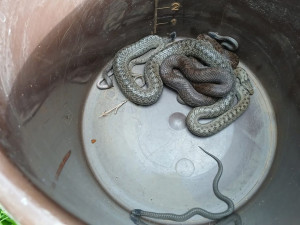 Klubko naštvaných hadů u základů rodinného domu vyděsilo jeho obyvatele
