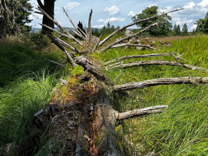 Na takových stromech mohou vyrůstat různé houby