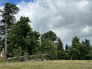 Na takových stromech mohou vyrůstat různé houby
