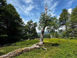 Na takových stromech mohou vyrůstat různé houby