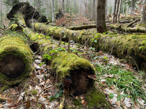 Na takových stromech mohou vyrůstat různé houby