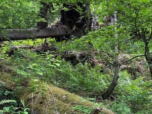 Na takových stromech mohou vyrůstat různé houby