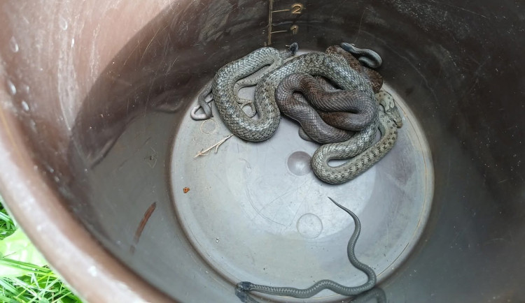 Klubko hadů u základů rodinného domu pořádně vyděsilo jeho obyvatele